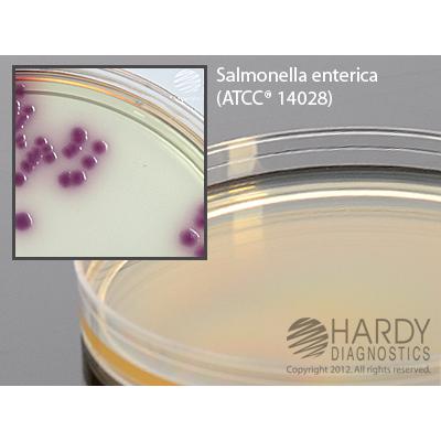 HardyCHROM&trade; Salmonella, an effective chromogenic screen of all Salmonella spp., 15x100mm plate, Hardy Diagnostics